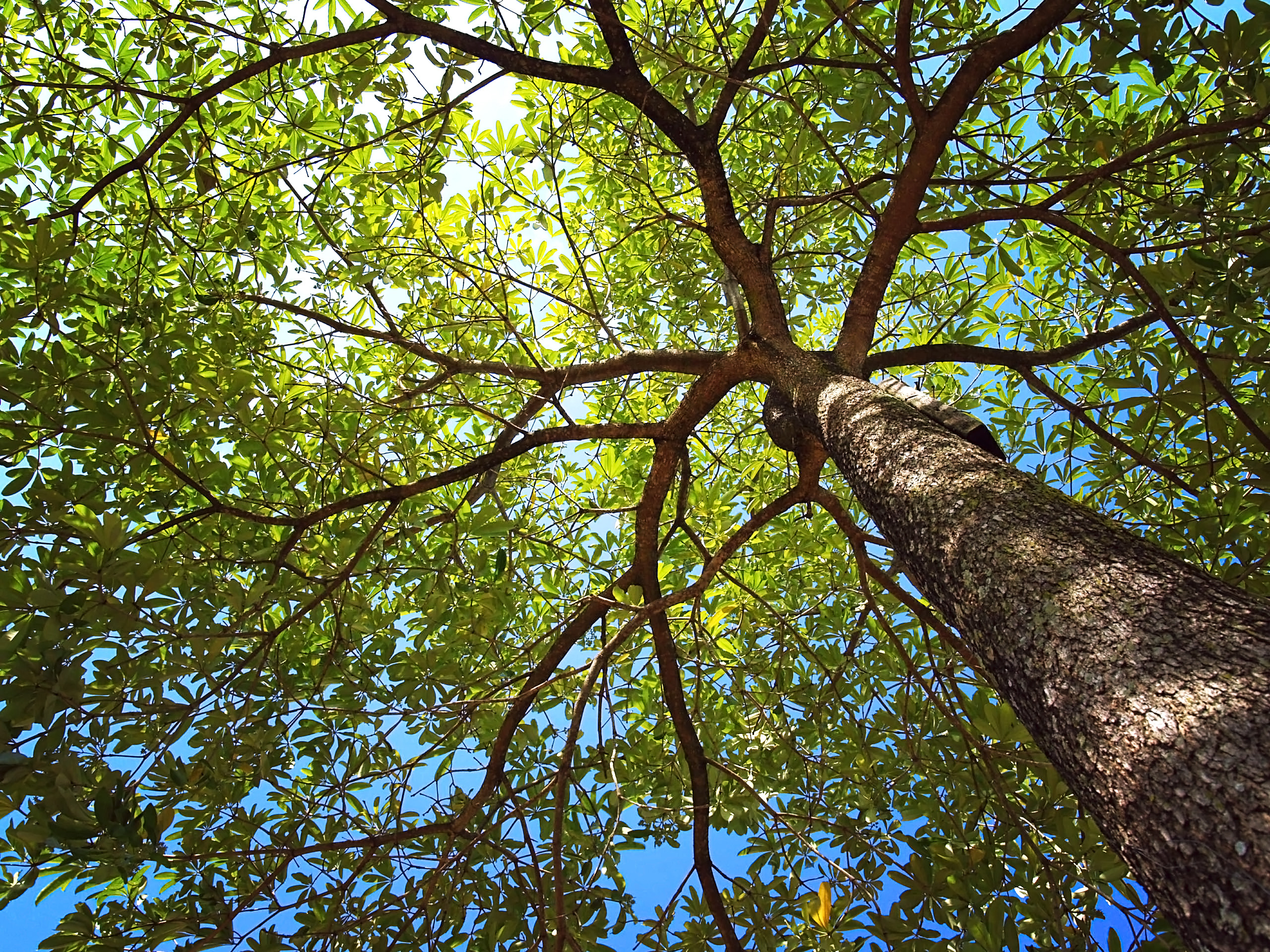 Photo,Up,To,The,Tree,Top,Shot,From,Below Vancouver arborist