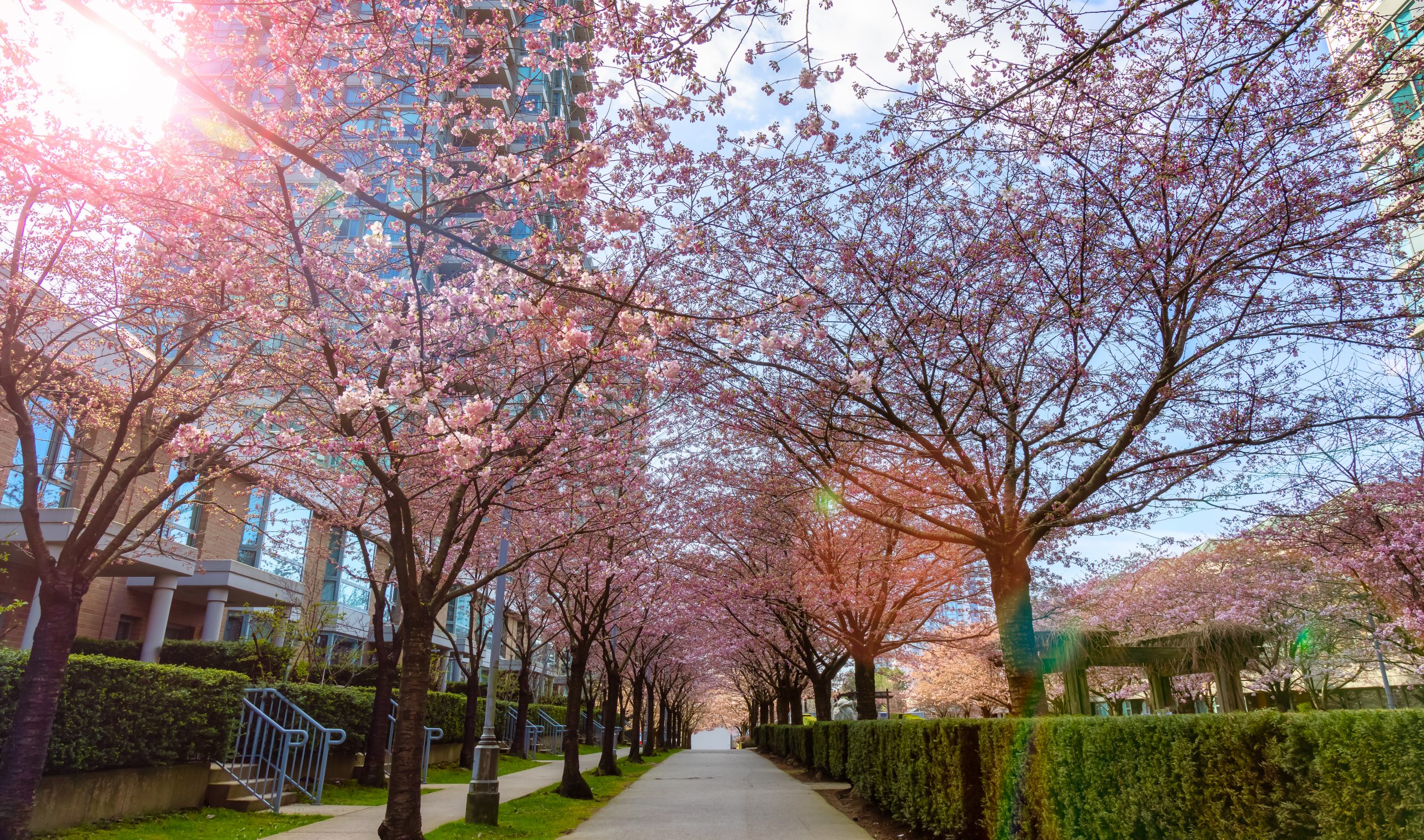 Pedestrian,Walking,Pathway,In,A,Residential,Neighborhood.,Sunny,Spring,Day
