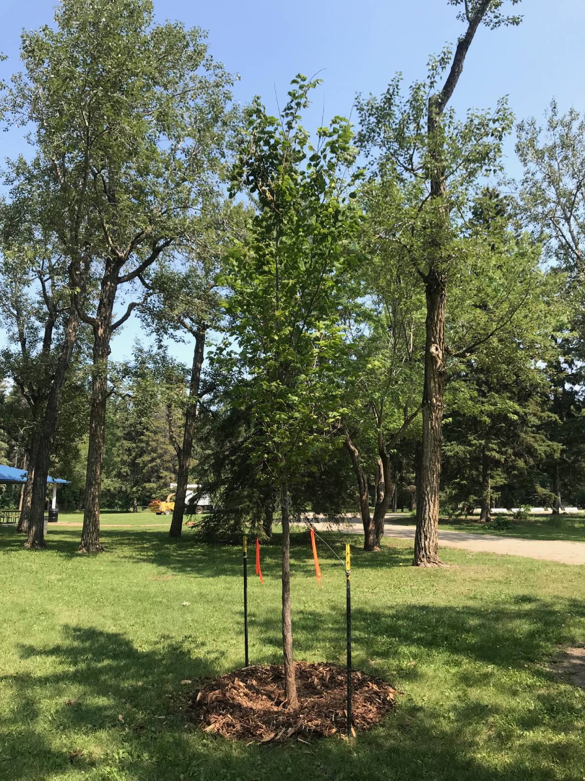 tree planting vancouver